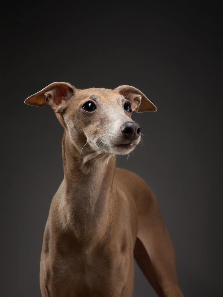 Oldest sales italian greyhound