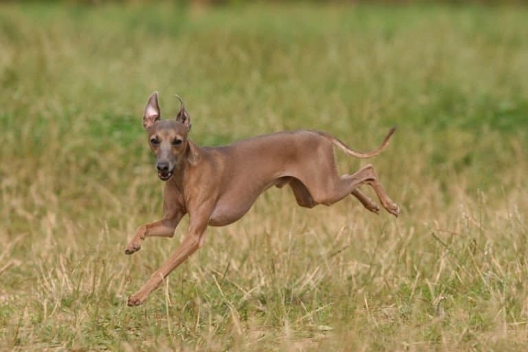 Italian Greyhound in the field