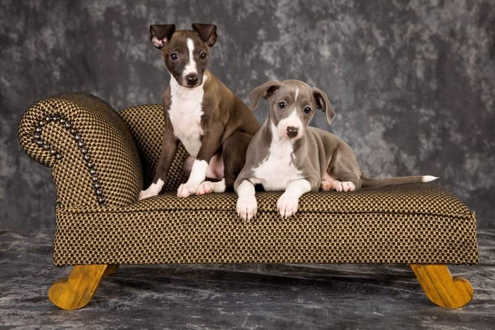 2 Italian Greyhound puppies lying on miniature couch