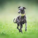 An Italian greyhound running on green grass. This type of toy dog breed was immensely popular among the European nobility.