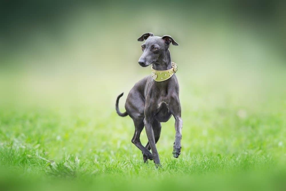 Italian greyhound on green grass