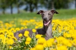 Italian Greyhound Lifespan: How Long Do Italian Greyhounds Live? Picture