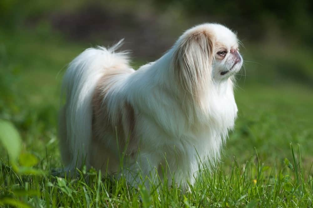 Japanese Chin standing in the grass.