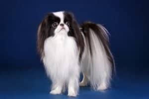 Japanese Chin Picture