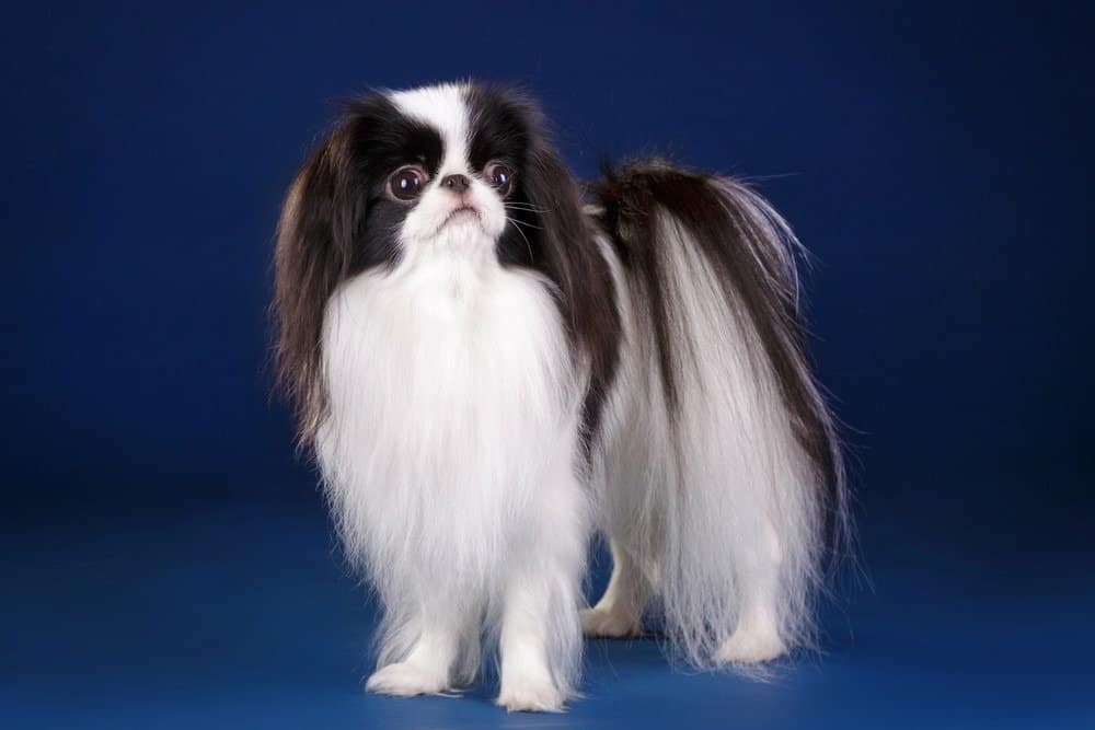 Beautiful small toy dog black and white Japanese Chin Spaniel on dark blue royal background in studio