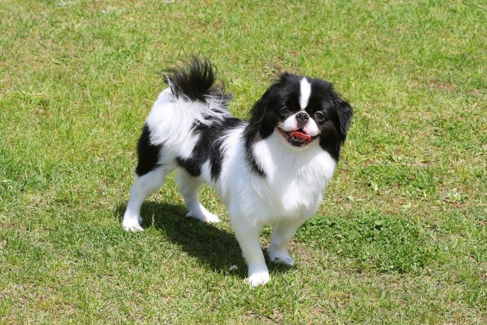 Japanese Chin outside on the grass
