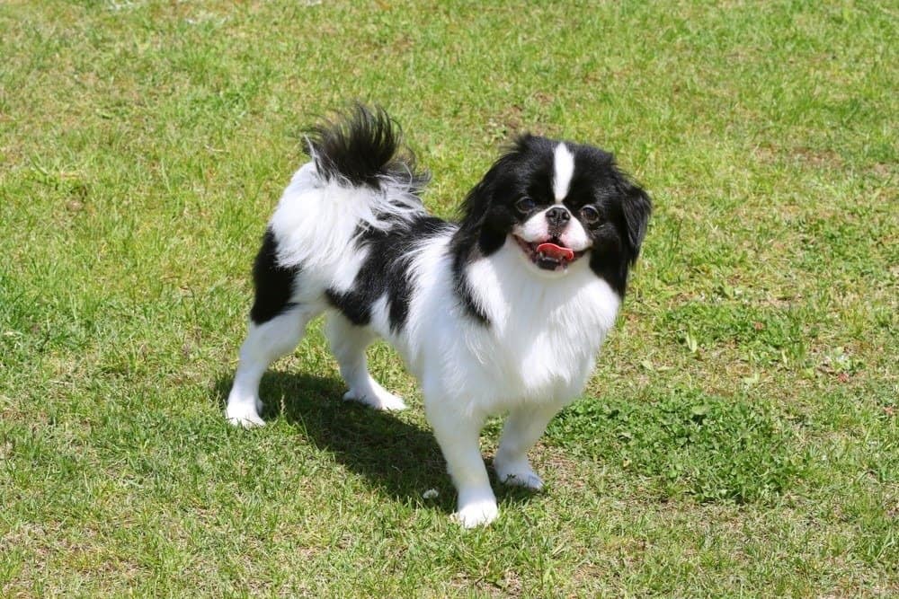 Japanese chin hot sale pug