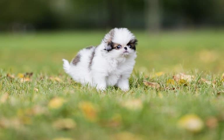 puppy Japanese chin in a Park