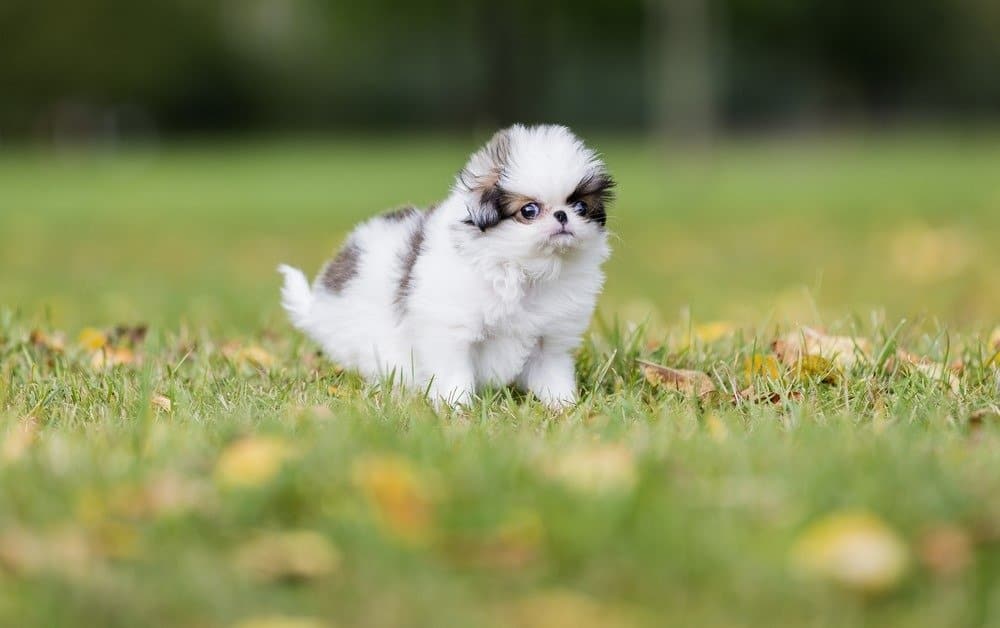 Japanese chin hot sale hypoallergenic