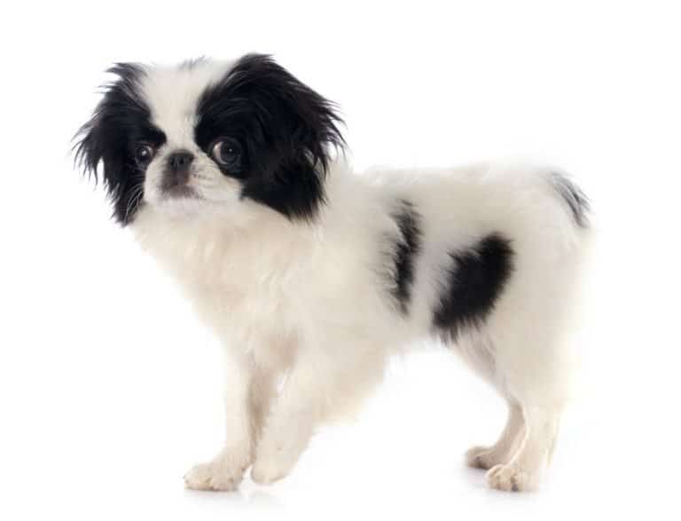 Japanese Chin in front of white background