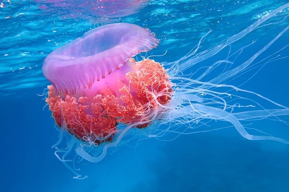blue jellyfish species