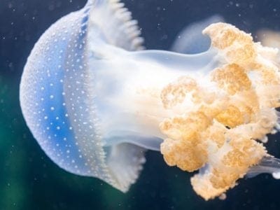 A Jellyfish