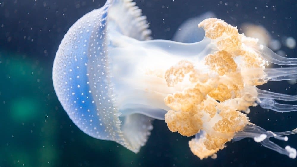 Jellyfish Fish Facts AZ Animals