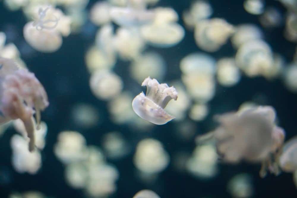 Baby jellyfish in water surrounded by other jellyfish out of focus