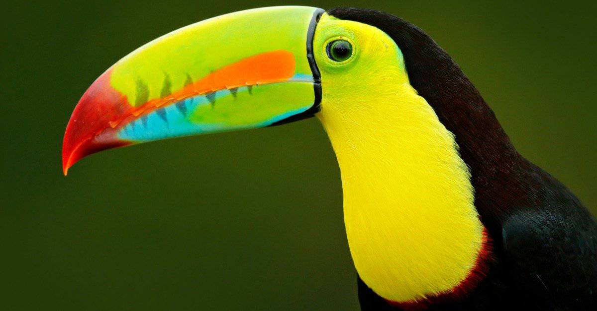 10 Incredible Toucan Facts - W3schools - W3schools