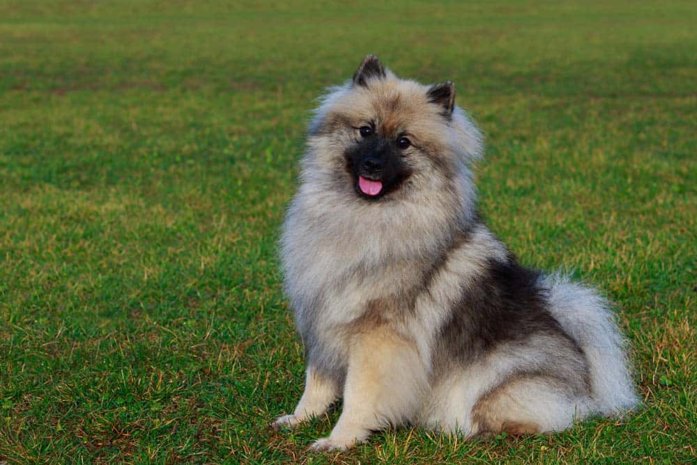 A Keeshond sitting in the grass.