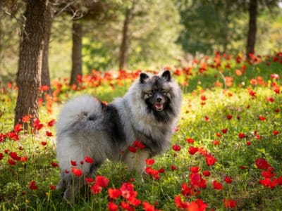 A Keeshond Quiz: What Do You Know?