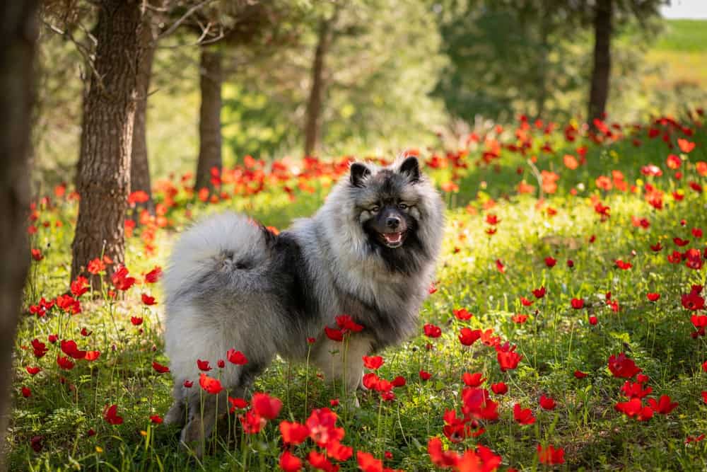 Keeshond standing among flowers