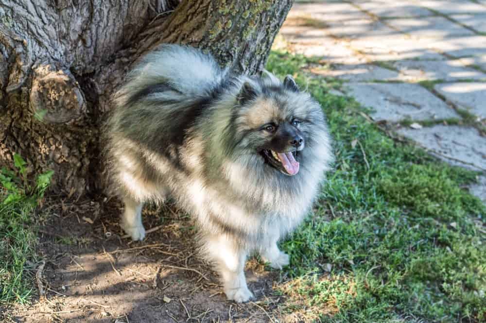 Keeshond border hot sale collie mix