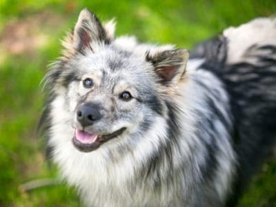 Keeshond Picture