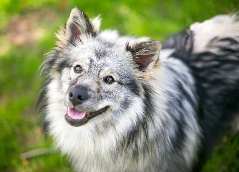 are white keeshond dog good with cats