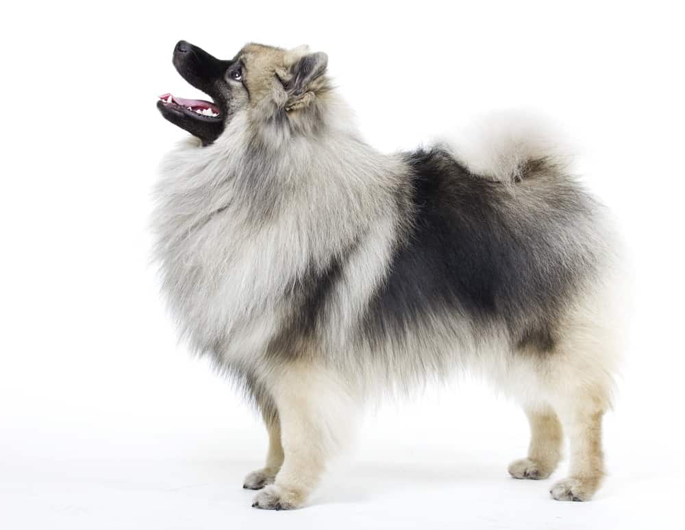 Keeshond isolated on white background