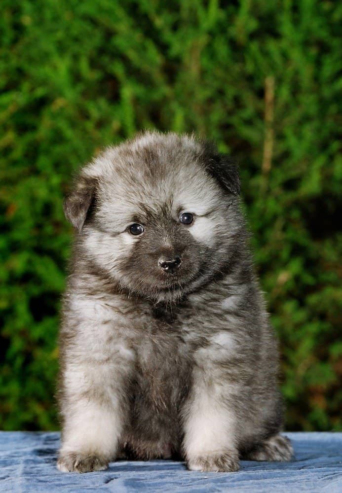 Keeshond puppy