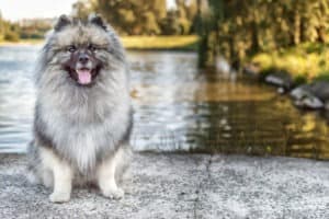 Adorable! Meet The 6 Fluffiest Dog Breeds Picture