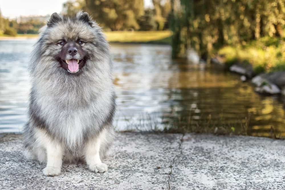 Keeshond by the water