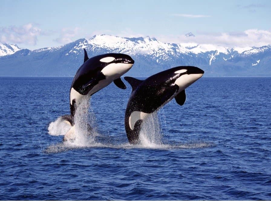 Killer whale pair leaping out of the ocean