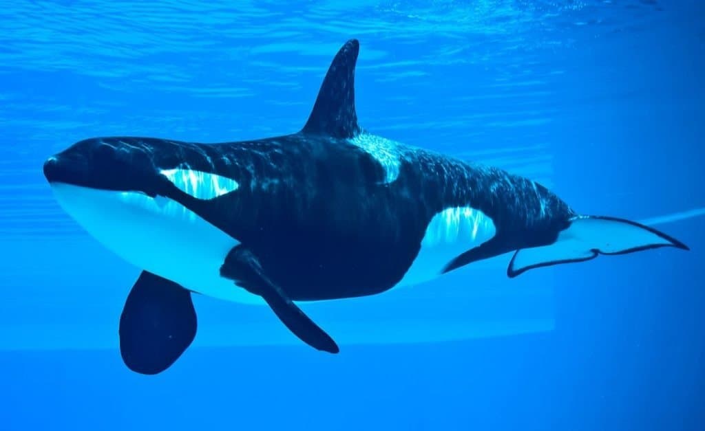 Killer Whale Animal Facts top 5 biggest mammals