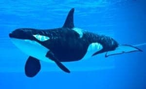 What Do Killer Whales (Orcas) Eat? 16 Animals They Hunt Picture