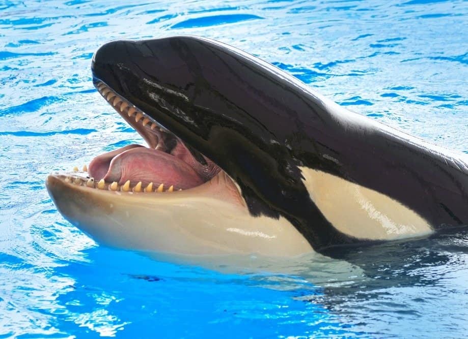 A killer whale, Orcinus Orca