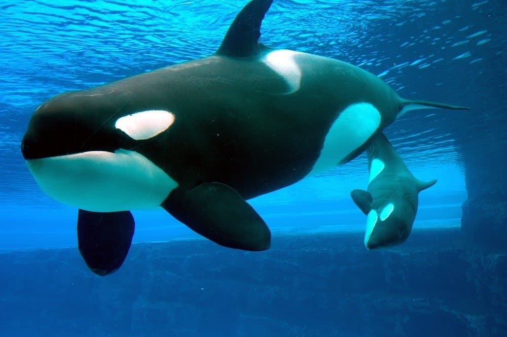 a mother killer whale and her one month old baby killer whale enjoying their time together.