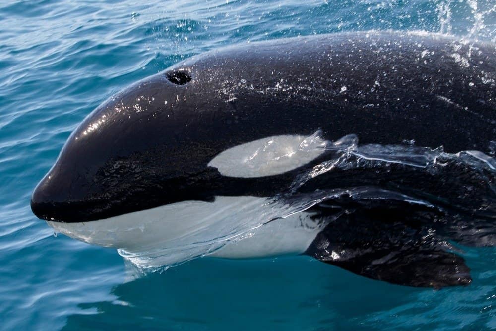 what do killer whales look like