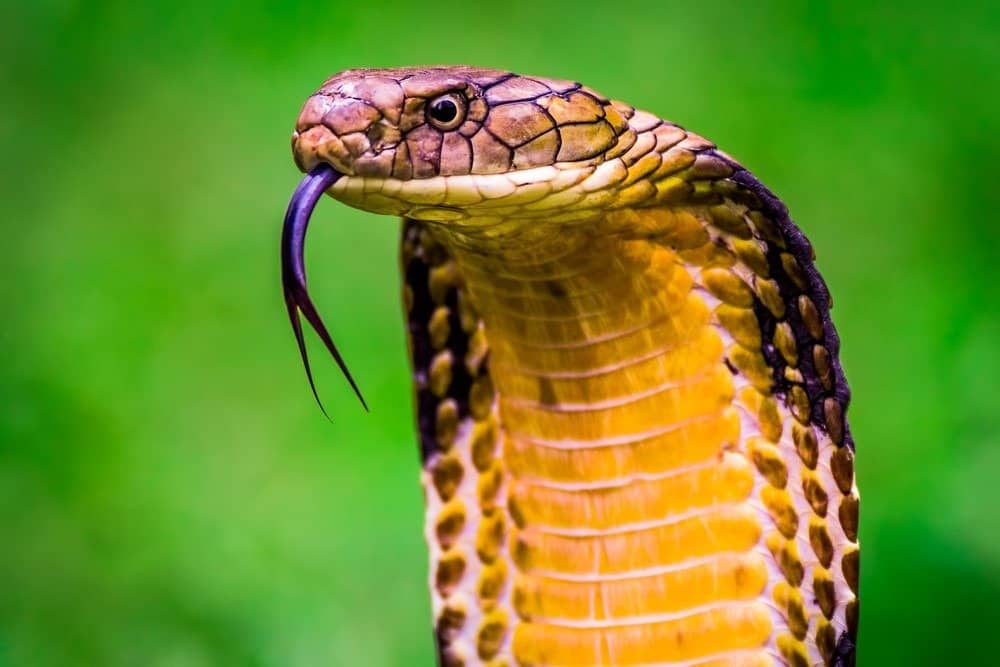 king cobra snake eating