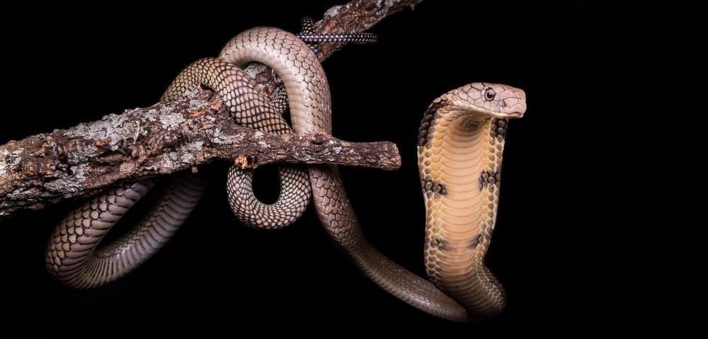 King cobra in a tree