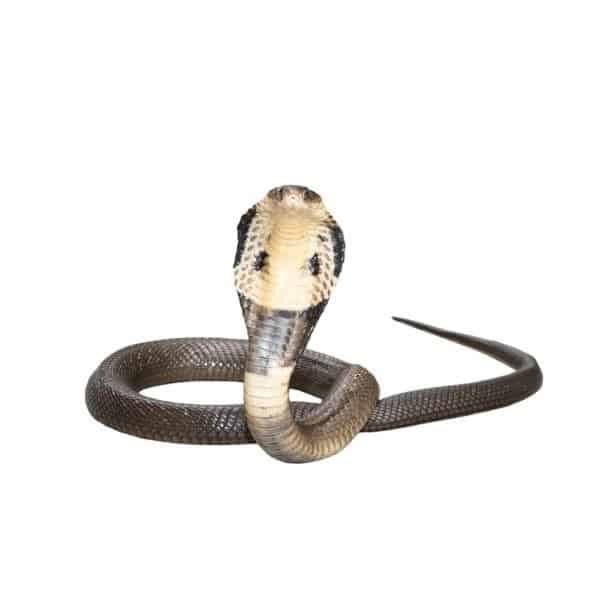 King Cobra vs Rattlesnake: 5 Key Differences - IMP WORLD