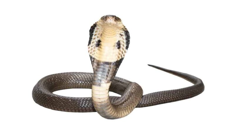 True Cobra isolated on white background
