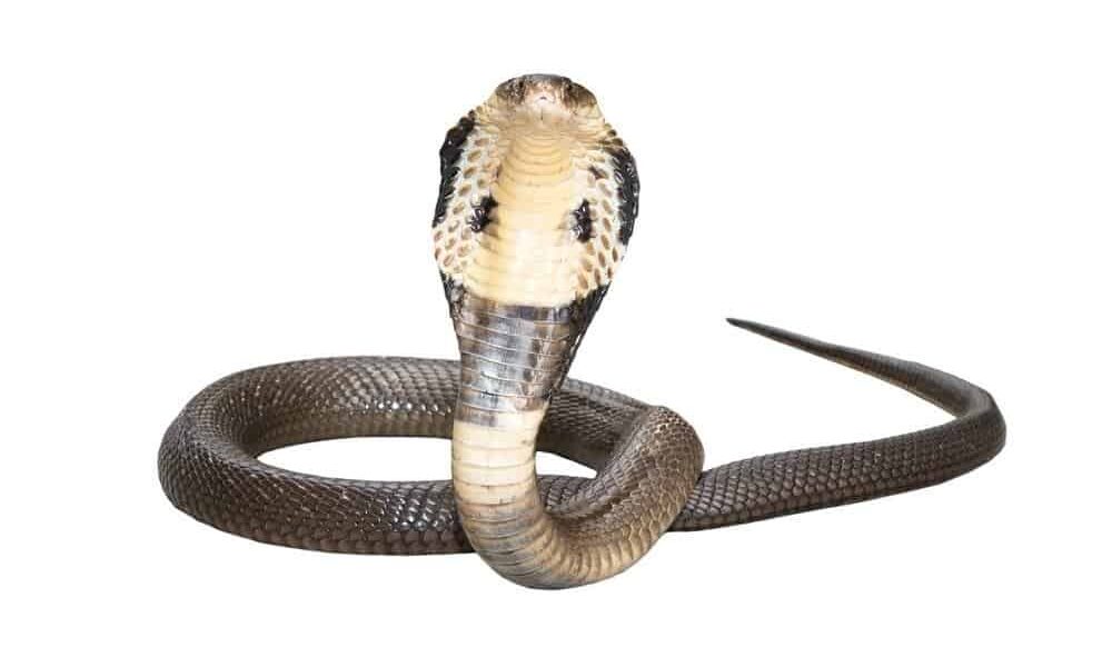 King cobra isolate on white background