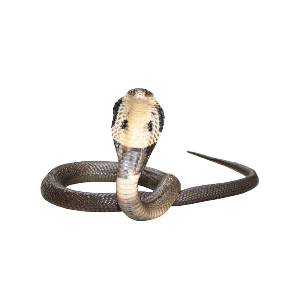 King cobra vs python