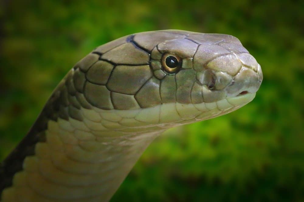 The King Cobra, Ophiophagus hannah. Portrait of a world's longest venomous snake.