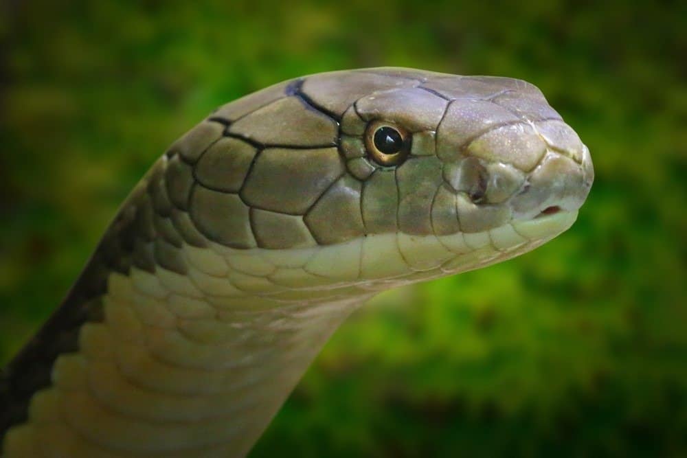 King Cobra rarely attacks humans; venom in a bite can kill 20 persons, King  cobra, king cobra anti venom, snakepedia, king cobra bite death