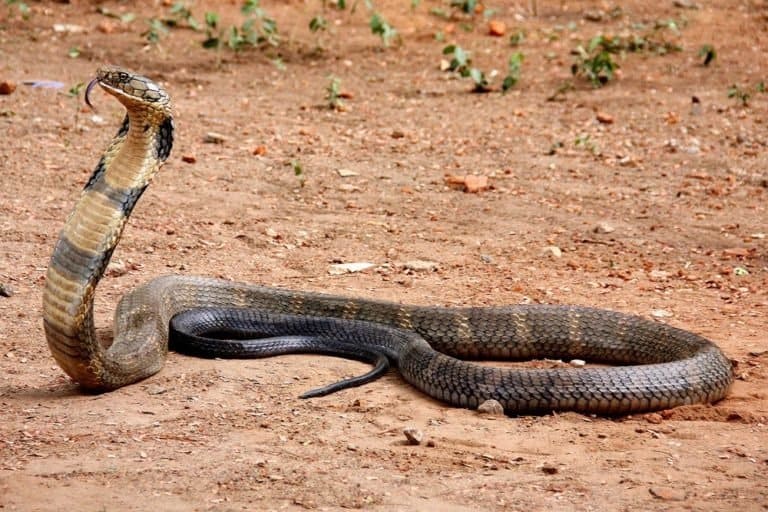 King Cobra vs rattlesnake