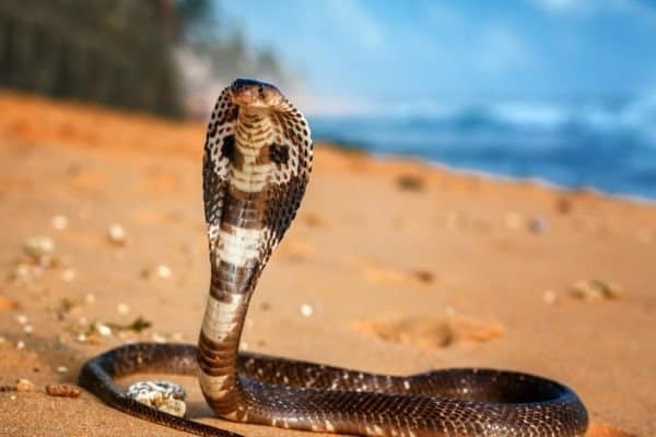 Live cobra on the beach sand