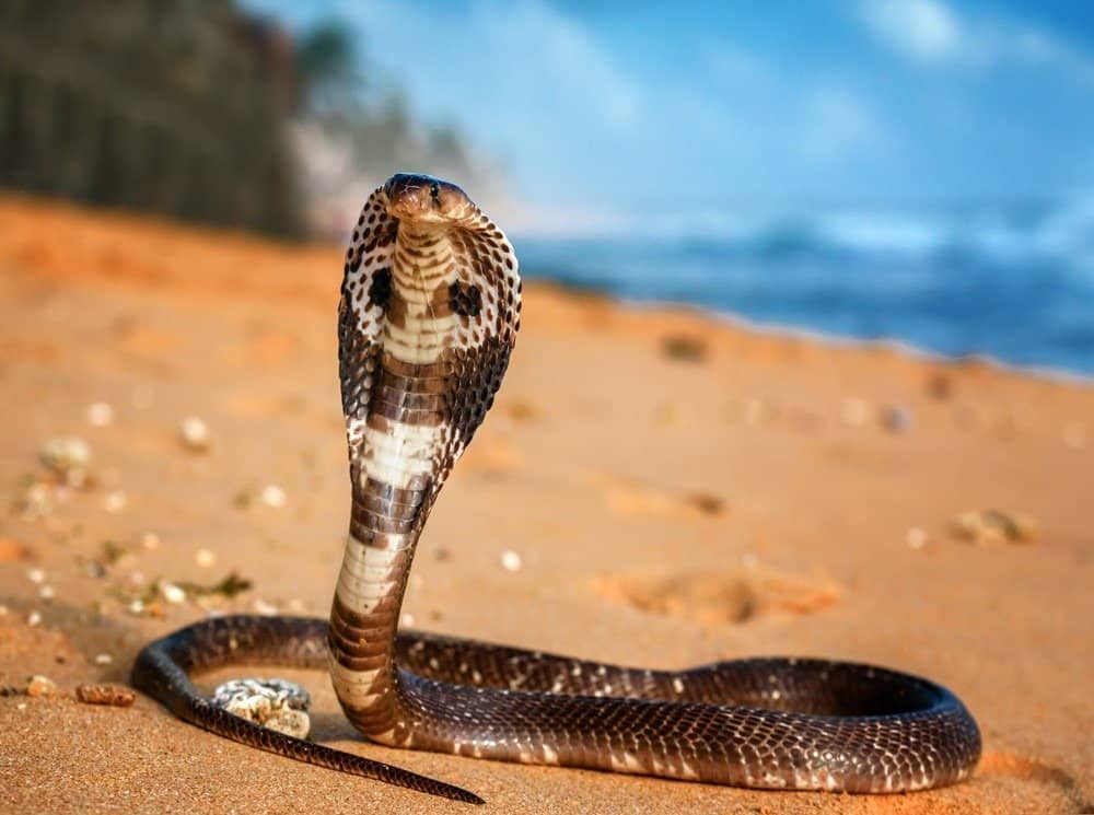 Live King cobra on the beach sand