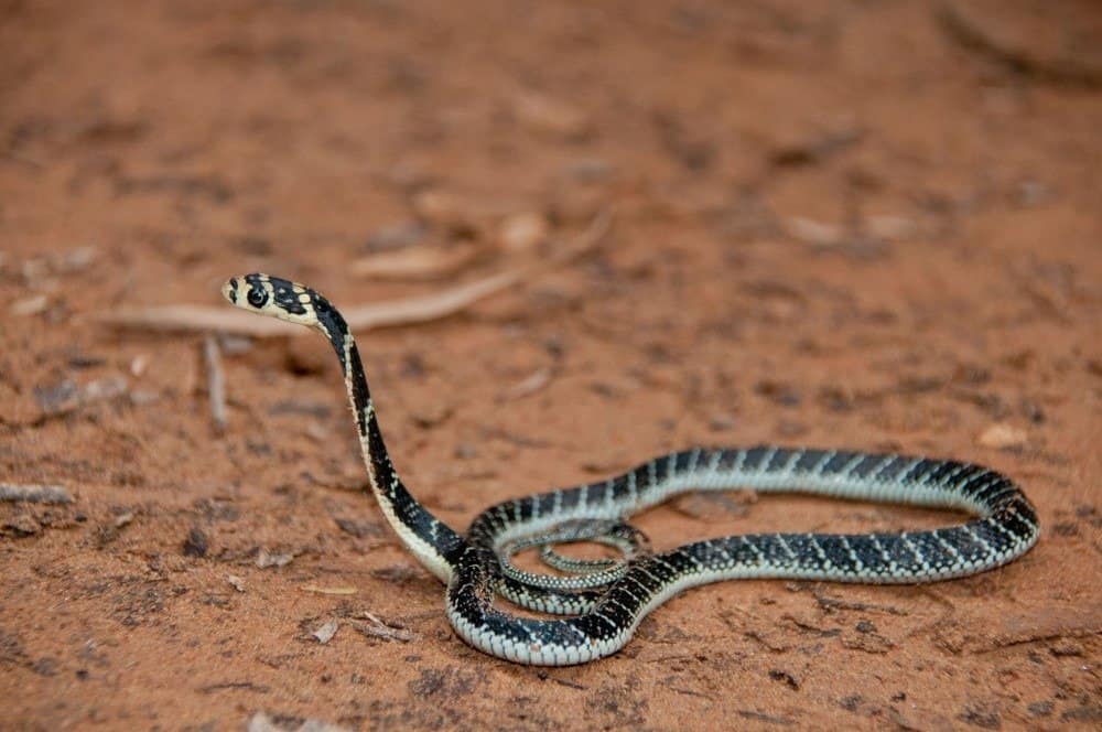 king cobra snake