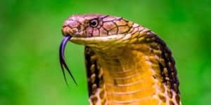 Watch a King Cobra and Dog Argue While a Crab Tags Along photo