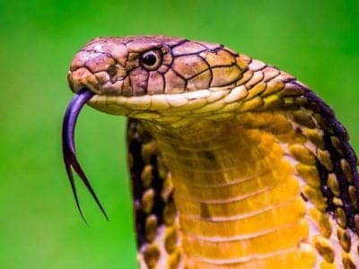 A 🐍 Snake Quiz: Can you identify all 20 snakes?