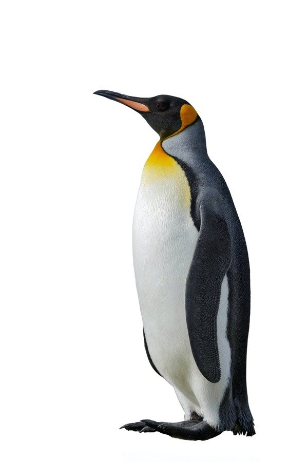 An isolated full-body profile view of a king penguin